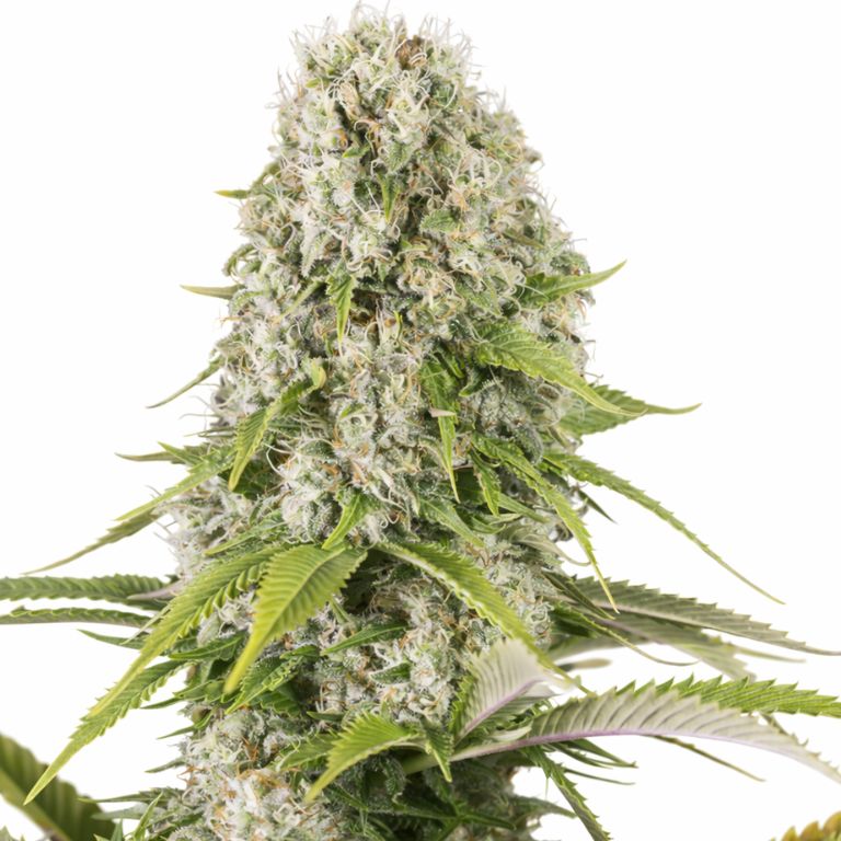 Diesel Cannabissamen-Verpackung — Royal King Seeds Deutschland