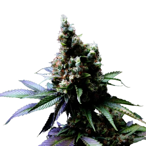 Diesel Power Cannabissamen-Verpackung — Royal King Seeds Deutschland
