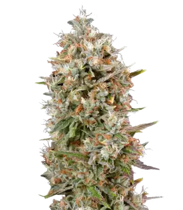 Dinachem Cannabissamen-Verpackung — Royal King Seeds Deutschland