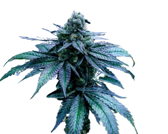 Disney Blue Cannabissamen-Verpackung — Royal King Seeds Deutschland