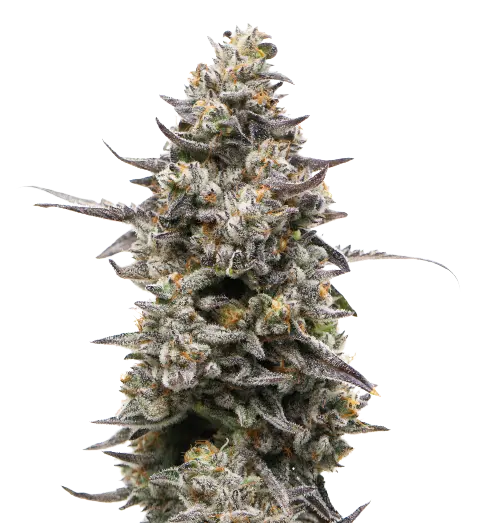 Divine CBD Cannabissamen-Verpackung — Royal King Seeds Deutschland