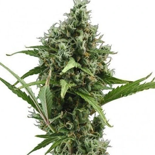 Dizzy OG Cannabissamen-Verpackung — Royal King Seeds Deutschland