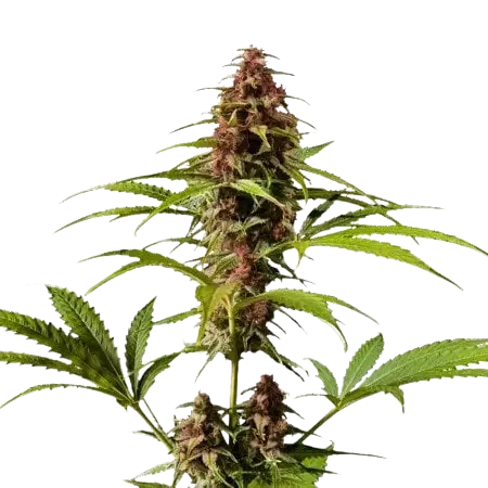 DJ Short Blueberry Cannabissamen-Verpackung — Royal King Seeds Deutschland