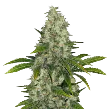 Do-Si-Dos Cannabissamen-Verpackung — Royal King Seeds Deutschland