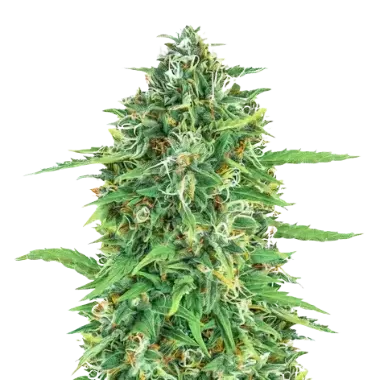 Dogwalker OG Cannabissamen-Verpackung — Royal King Seeds Deutschland