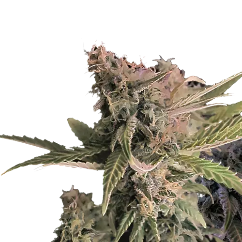 Donna OG Cannabissamen-Verpackung — Royal King Seeds Deutschland