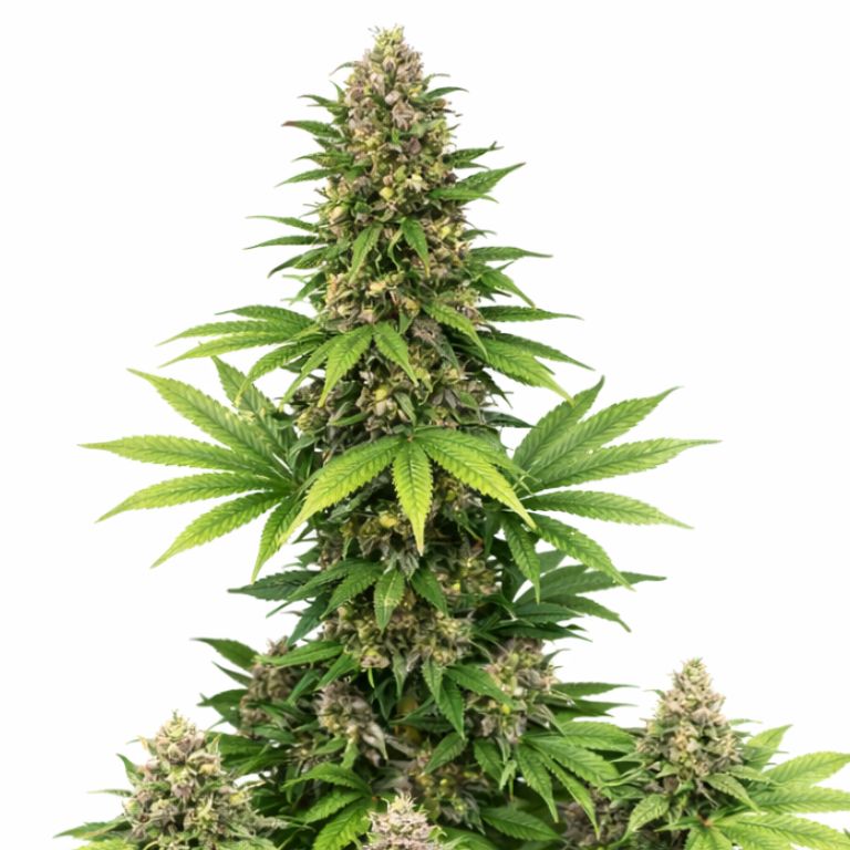 Double Bubble Cannabissamen-Verpackung — Royal King Seeds Deutschland