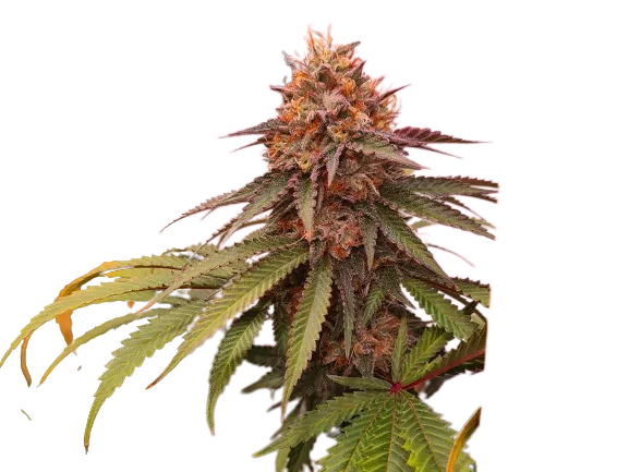 Double Tangie Banana Cannabissamen-Verpackung — Royal King Seeds Deutschland