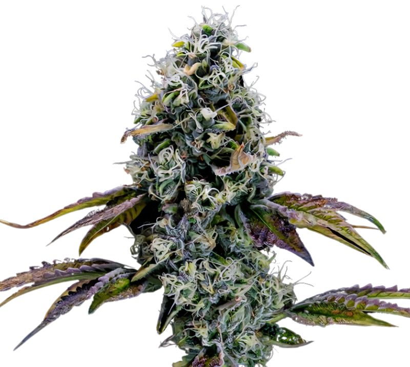 Dr. Funk Cannabissamen-Verpackung — Royal King Seeds Deutschland