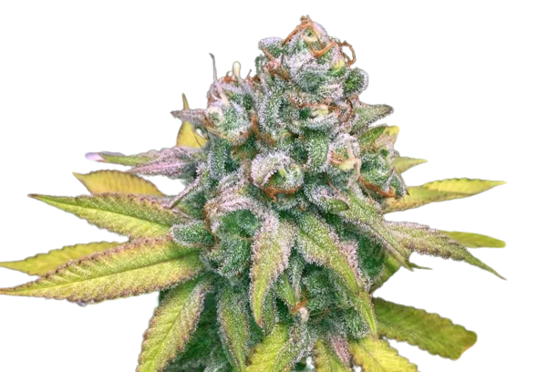 Dream Police Cannabissamen-Verpackung — Royal King Seeds Deutschland