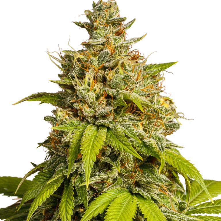 Durban Poison Cannabissamen-Verpackung — Royal King Seeds Deutschland