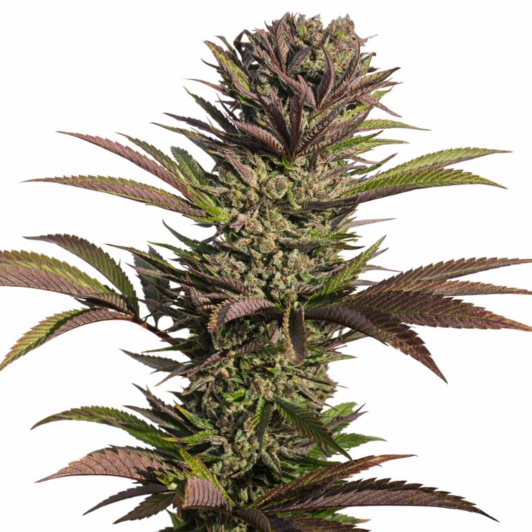 Dutch Treat Cannabissamen-Verpackung — Royal King Seeds Deutschland