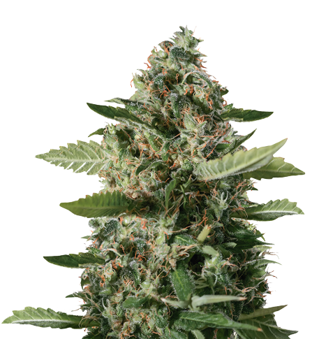 East Coast Sour Diesel Cannabissamen-Verpackung — Royal King Seeds Deutschland