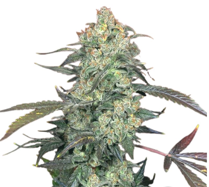 Ecto Cooler Cannabissamen-Verpackung — Royal King Seeds Deutschland
