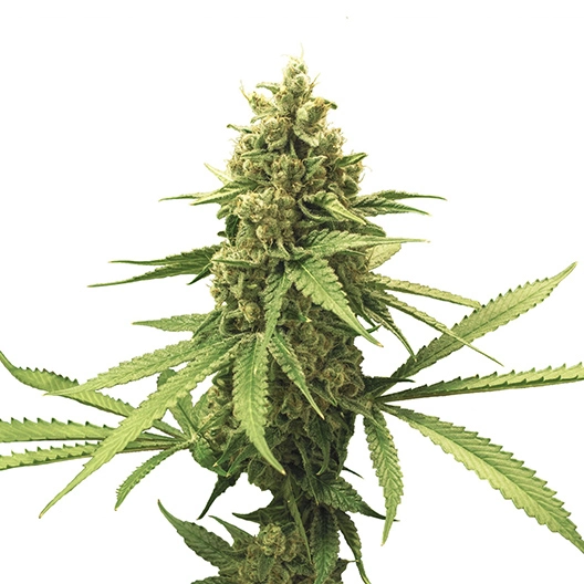 El Perro Cannabissamen-Verpackung — Royal King Seeds Deutschland