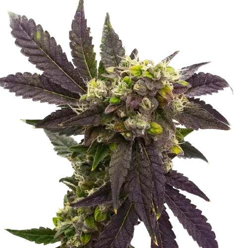 Electric Blue Cannabissamen-Verpackung — Royal King Seeds Deutschland