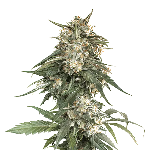 Enemy of the State Cannabissamen-Verpackung — Royal King Seeds Deutschland