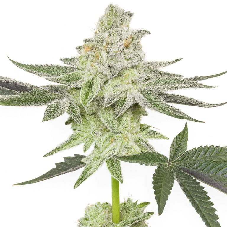 Envy Cannabissamen-Verpackung — Royal King Seeds Deutschland