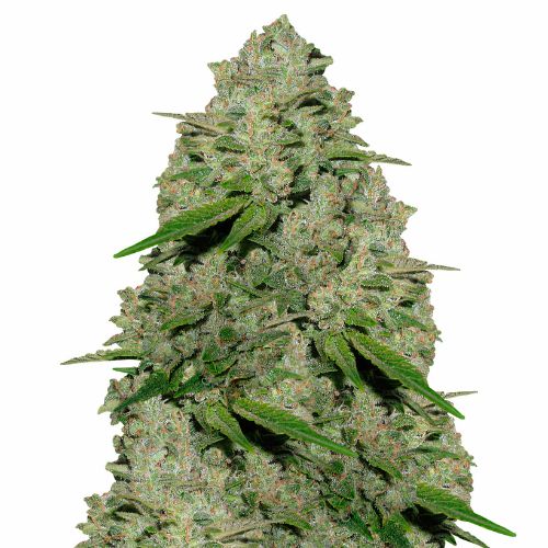 Extreme OG Cannabissamen-Verpackung — Royal King Seeds Deutschland