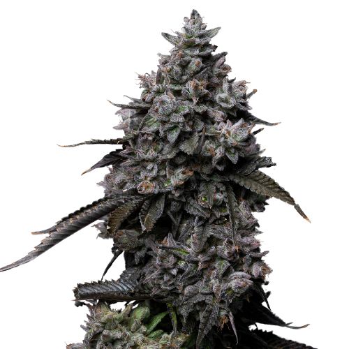 Fat Nelson Cannabissamen-Verpackung — Royal King Seeds Deutschland