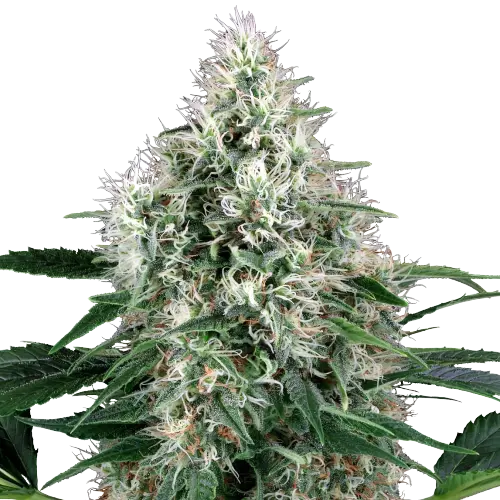 Fire OG Cannabissamen-Verpackung — Royal King Seeds Deutschland