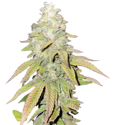 Flo OG Cannabissamen-Verpackung — Royal King Seeds Deutschland
