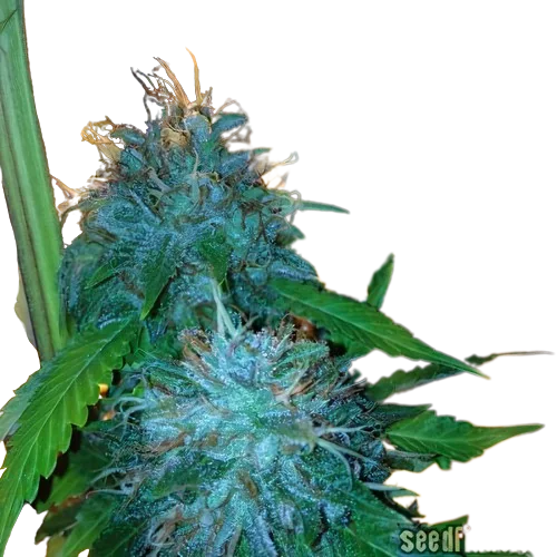 Flowerbomb Kush Cannabissamen-Verpackung — Royal King Seeds Deutschland