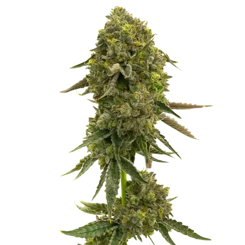 Flying Princess Cannabissamen-Verpackung — Royal King Seeds Deutschland