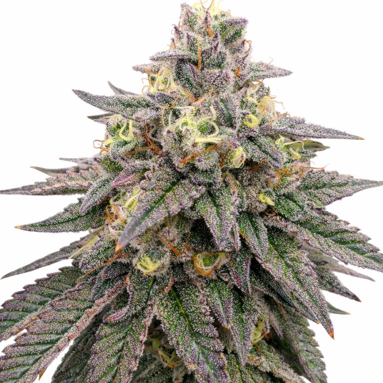 Forbidden Fruit Cannabissamen-Verpackung — Royal King Seeds Deutschland