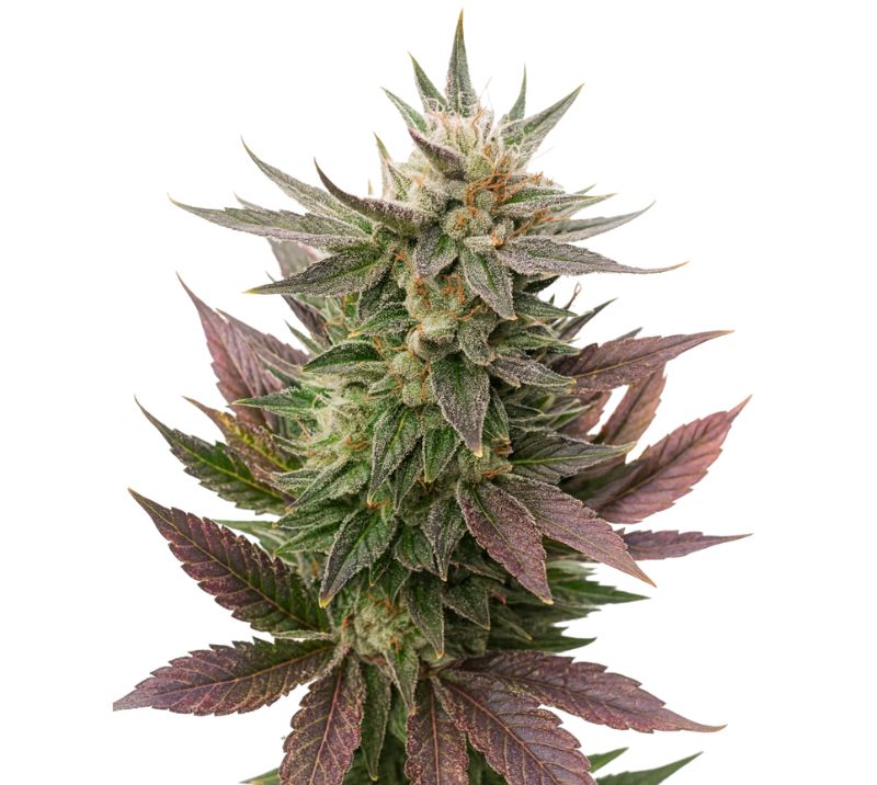 Fortune Cookies Cannabissamen-Verpackung — Royal King Seeds Deutschland