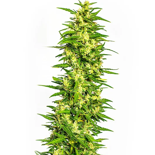 Four Star General Cannabissamen-Verpackung — Royal King Seeds Deutschland