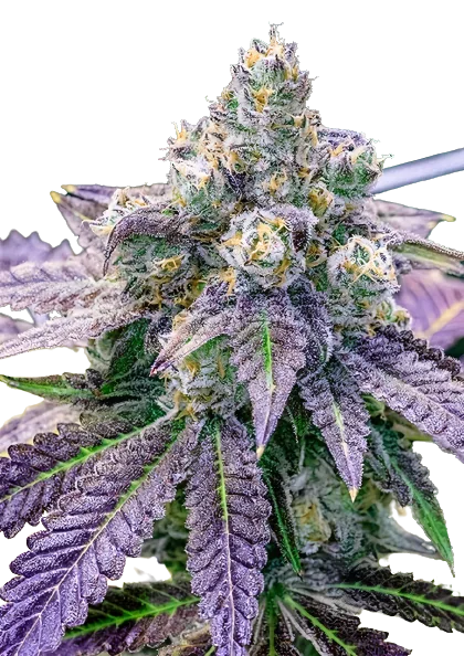FPOG Cannabissamen-Verpackung — Royal King Seeds Deutschland