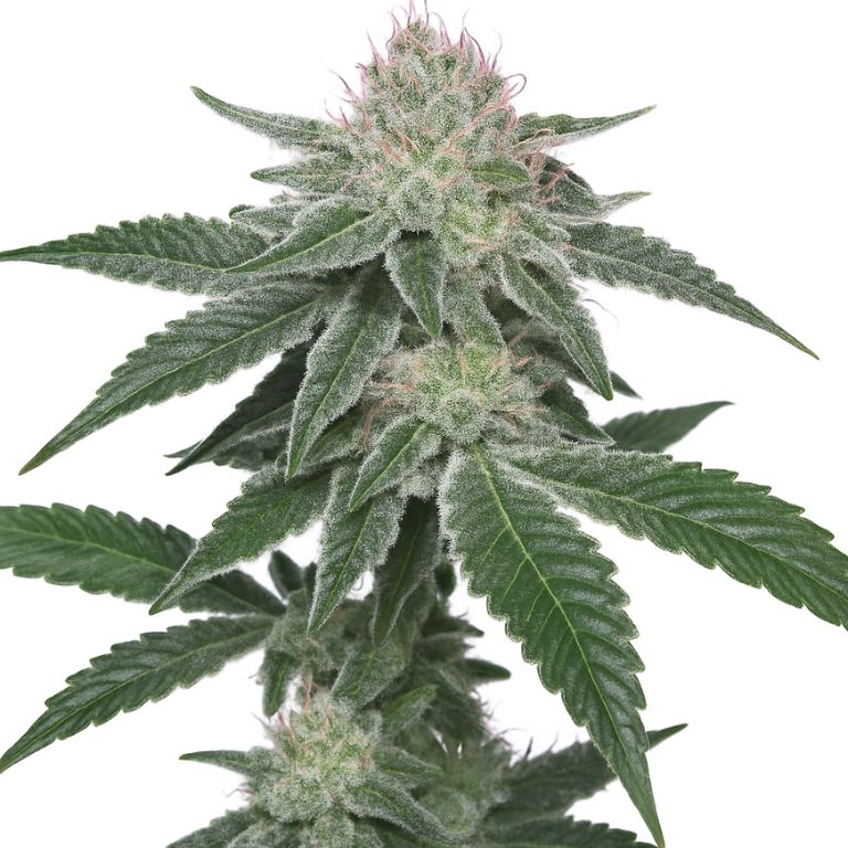 French Toast Cannabissamen-Verpackung — Royal King Seeds Deutschland