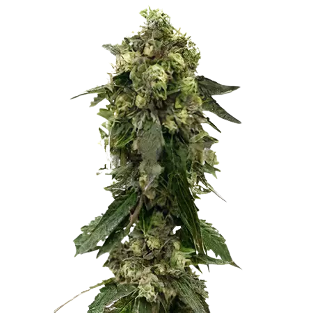 Fresh Cookies Cannabissamen-Verpackung — Royal King Seeds Deutschland