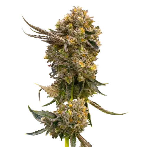 Fruit Cannabissamen-Verpackung — Royal King Seeds Deutschland