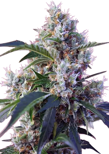 Fruitylicious Cannabissamen-Verpackung — Royal King Seeds Deutschland