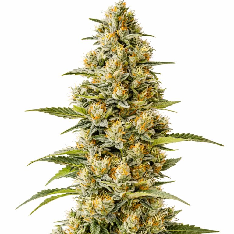 G13 Cannabissamen-Verpackung — Royal King Seeds Deutschland