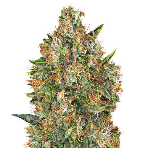 G13 Widow Cannabissamen-Verpackung — Royal King Seeds Deutschland