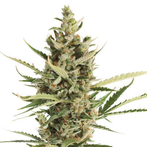 Game Changer Cannabissamen-Verpackung — Royal King Seeds Deutschland