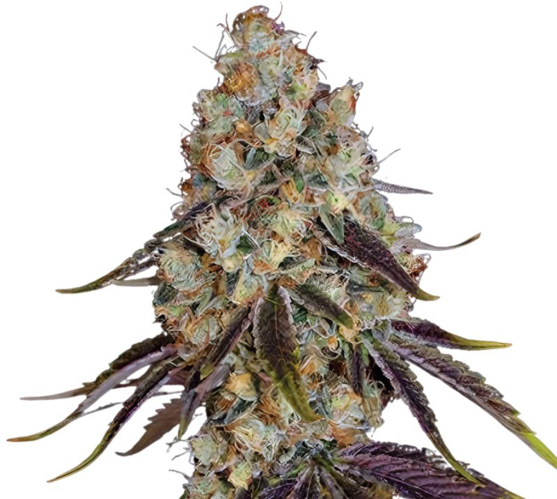 Gator Breath Cannabissamen-Verpackung — Royal King Seeds Deutschland