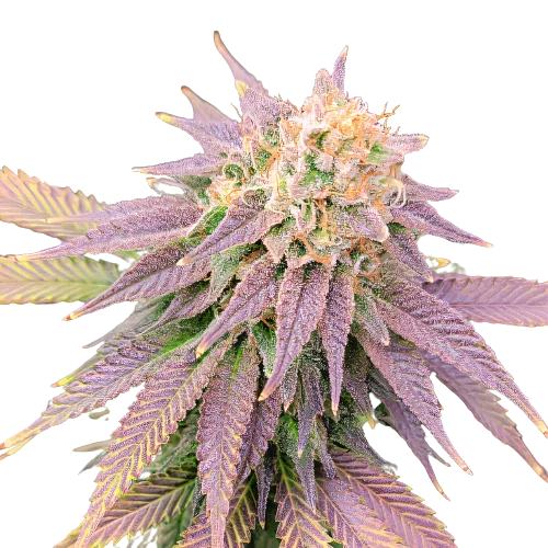 Ghost OG Cannabissamen-Verpackung — Royal King Seeds Deutschland