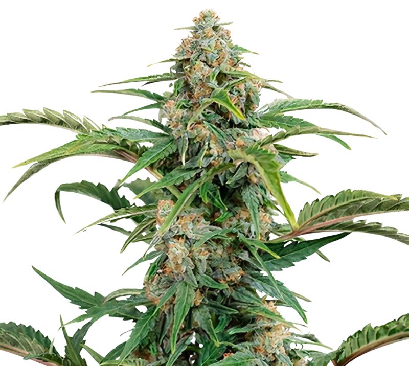 Glass Slipper Cannabissamen-Verpackung — Royal King Seeds Deutschland