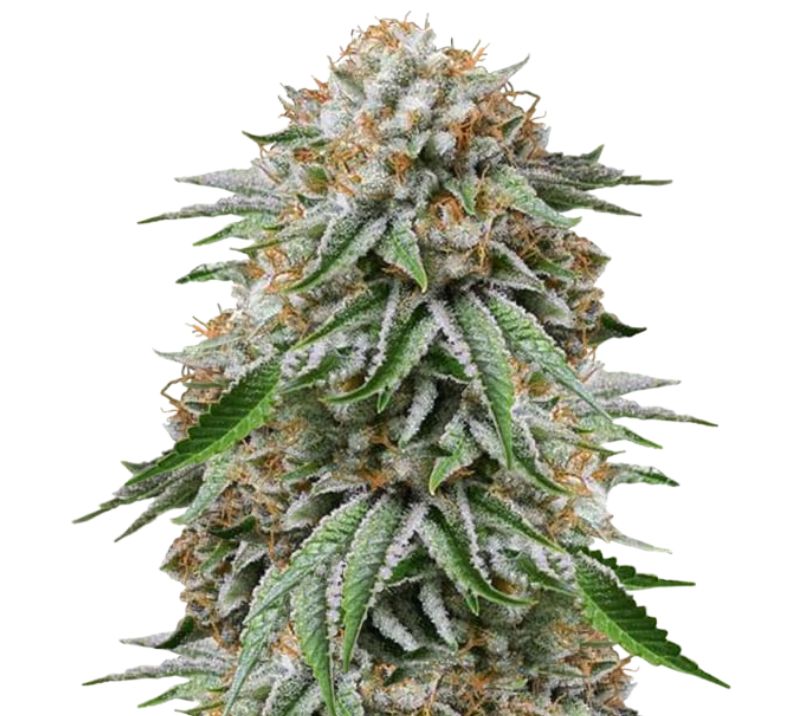 Go Time Cannabissamen-Verpackung — Royal King Seeds Deutschland