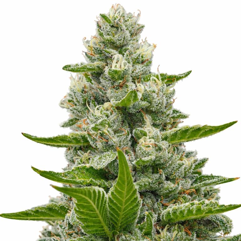 Goat Milk Cannabissamen-Verpackung — Royal King Seeds Deutschland