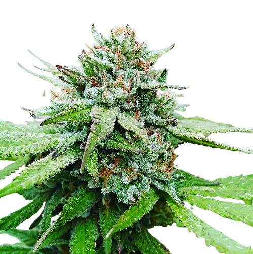 Gobbilygoo Cannabissamen-Verpackung — Royal King Seeds Deutschland