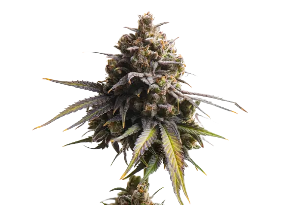 Gobbstopper Cannabissamen-Verpackung — Royal King Seeds Deutschland