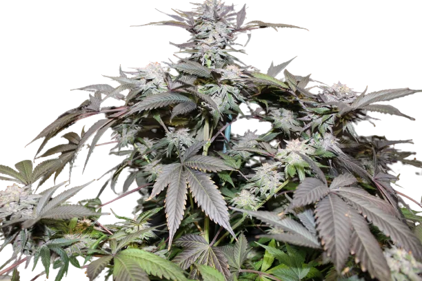 God Bud Cannabissamen-Verpackung — Royal King Seeds Deutschland
