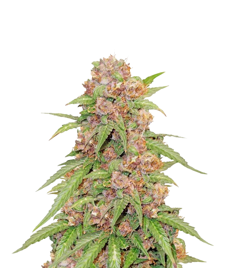 Godzilla Cookies Cannabissamen-Verpackung — Royal King Seeds Deutschland