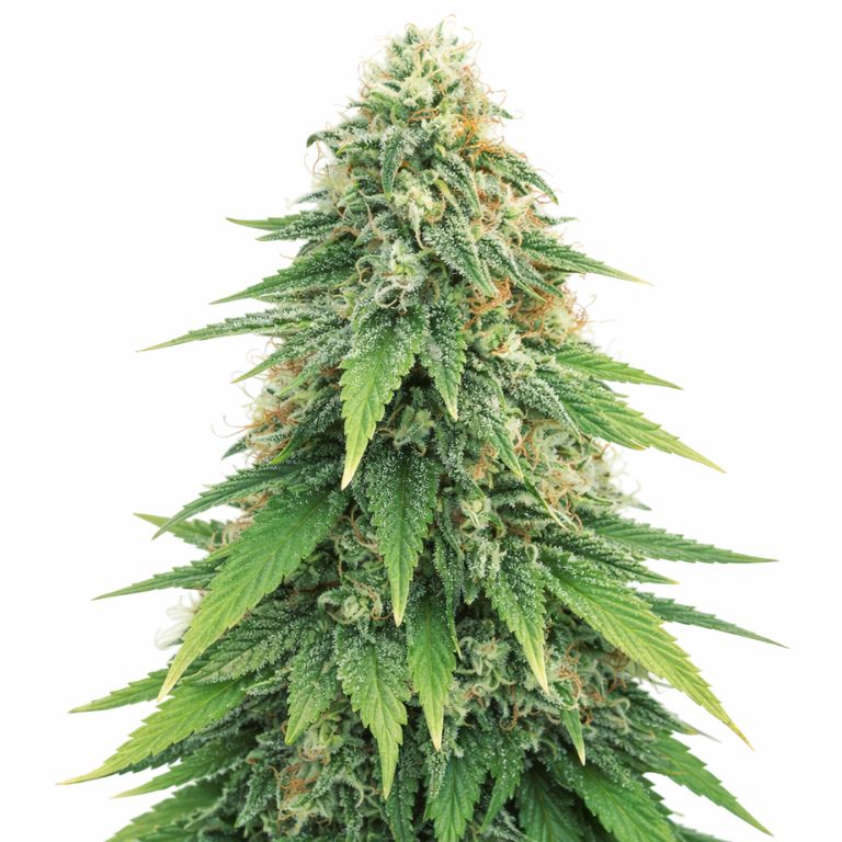 Godzilla Cannabissamen-Verpackung — Royal King Seeds Deutschland
