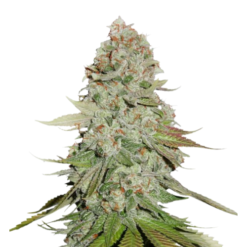 Godzilla Glue Cannabissamen-Verpackung — Royal King Seeds Deutschland